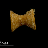 photo of Spurdog precaudal vertebra lateral view