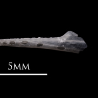 photo of European eel dentary lateral view