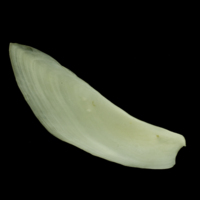 photo of Common carp subopercular medial view