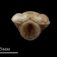 photo of Red seabream first vertebra anterior view