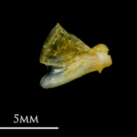 photo of Common sole quadrate medial view