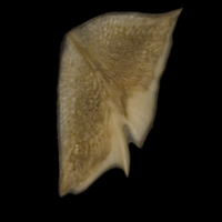 photo of Sturgeon scute lateral view