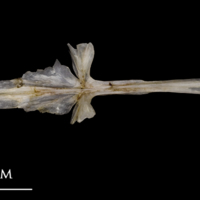 photo of Sea scorpion parasphenoid ventral view