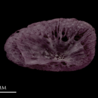 photo of Wels catfish pharyngeal ventral view