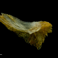 photo of Grey gurnard for assessment medial view