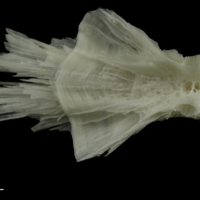 photo of Burbot basioccipital dorsal view