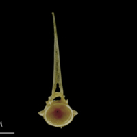 photo of Spanish mackerel precaudal vertebra anterior view