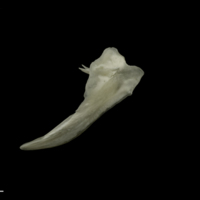 photo of Grayling posttemporal lateral view