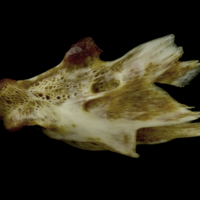 photo of European conger hyomandibular lateral view