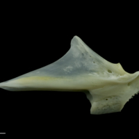 photo of European seabass articular lateral view
