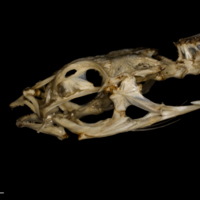 photo of Dragonet skull lateral view