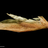 photo of Catfish supracleithrum medial view