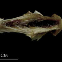 photo of Brill basioccipital ventral view