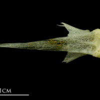 photo of Atlantic mackerel vomer ventral view