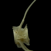 photo of Grayling caudal vertebra lateral view