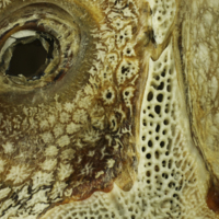 photo of Sturgeon skull detail view
