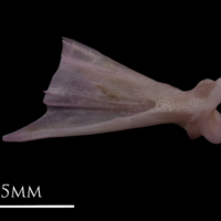 photo of Common sole quadrate lateral view