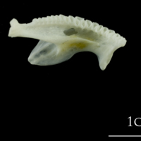 photo of European plaice dentary medial view