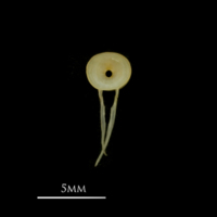 photo of European smelt caudal vertebra anterior view