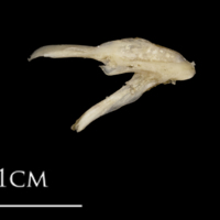 photo of White grouper posttemporal lateral view