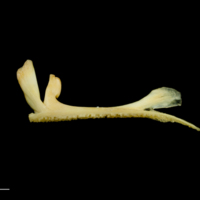 photo of Greater forkbeard premaxilla lateral view