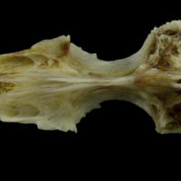 photo of Red gurnard parasphenoid basioccipital complex ventral view