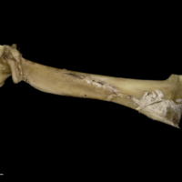 photo of Greater amberjack maxilla lateral view