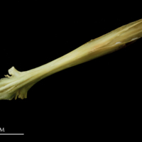 photo of John dory parasphenoid ventral view