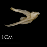 photo of White grouper posttemporal medial view