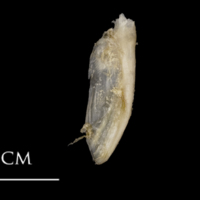 photo of White grouper supracleithrum medial view