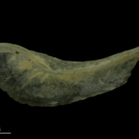 photo of Arctic Char preopercular lateral view
