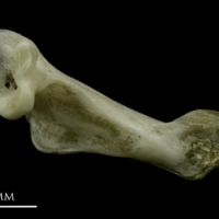 photo of Common pandora maxilla medial view