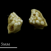 photo of Corkwing wrasse pharyngeal ventral view