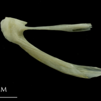 photo of Whiting posttemporal medial view