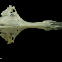 photo of Red mullet basioccipital parasphenoid ventral view