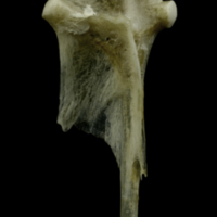 photo of Common pandora hyomandibular lateral view