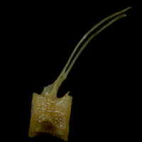 photo of Arctic Char precaudal vertebra lateral view
