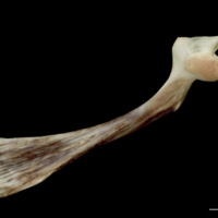 photo of Atlantic halibut maxilla medial view