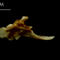 photo of Ballan wrasse posttemporal medial view