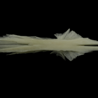 photo of Burbot parasphenoid dorsal view