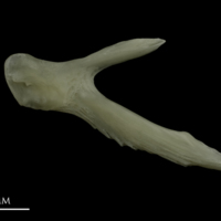 photo of Burbot posttemporal medial view