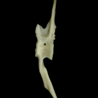 photo of Grey Triggerfish precaudal vertebra lateral view