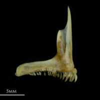 photo of Black seabream premaxilla medial view