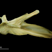 photo of John dory articular medial view