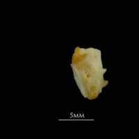photo of Gilthead seabream first vertebra lateral view