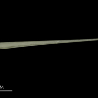 photo of Common pandora spine ventral view
