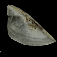 photo of Brill preopercular lateral view