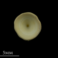 photo of Thornback ray precaudal vertebra anterior view