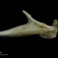 photo of Brill articular lateral view