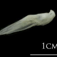 photo of European plaice supracleithrum medial view